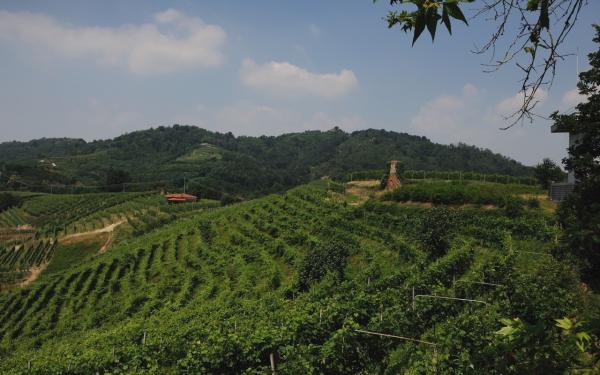 Le vigne del Gattinara