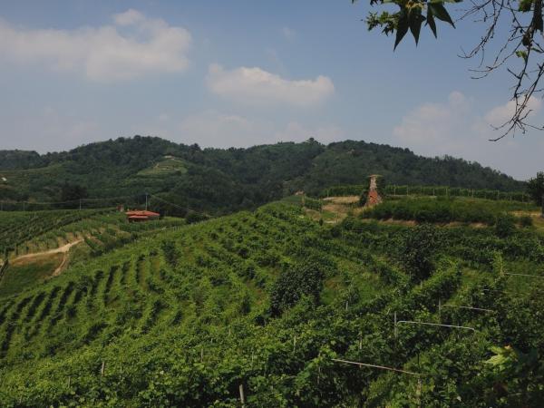 Le vigne del Gattinara